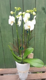 Phalaenopsis pot